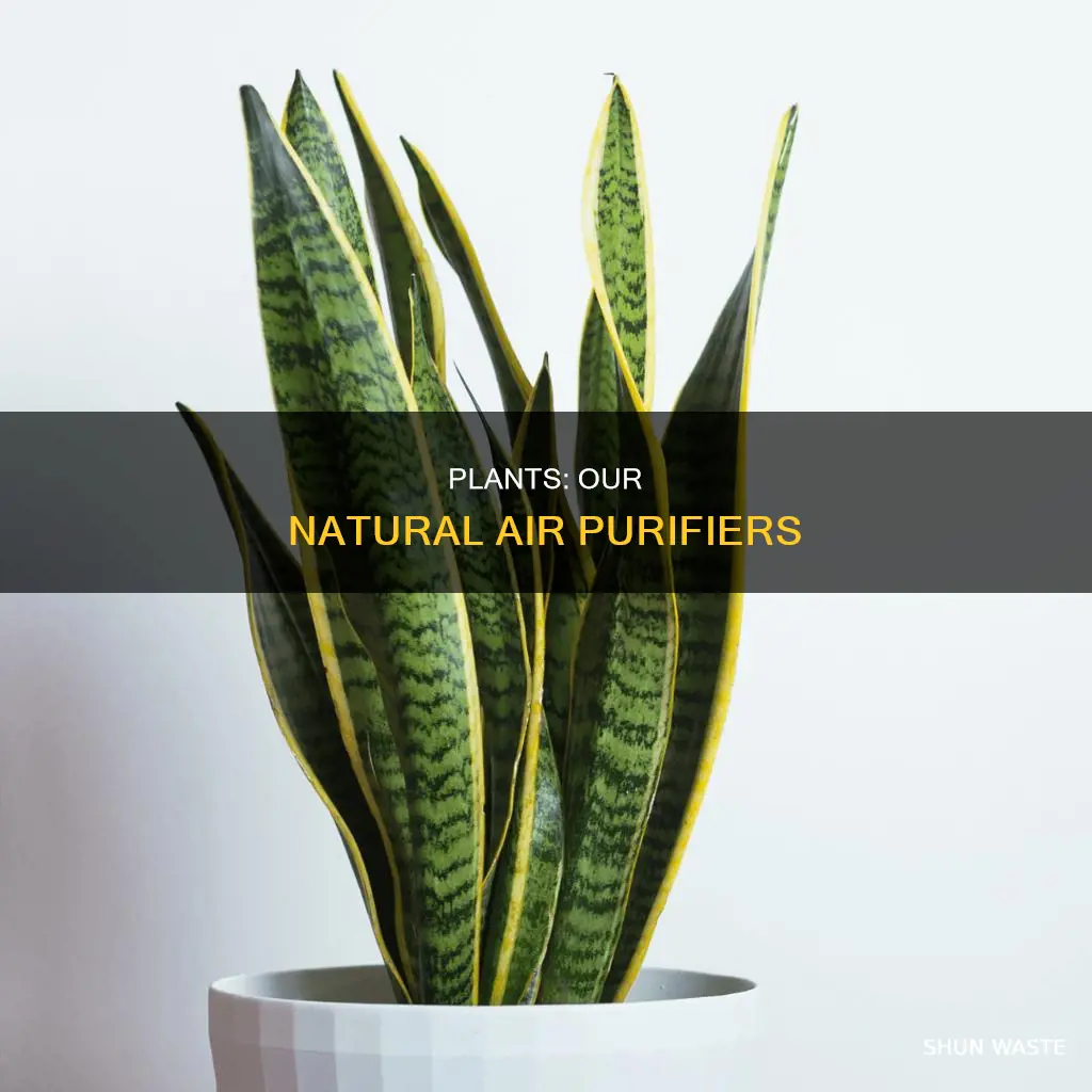 what absorbs air pollution