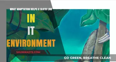 Sloth Survival Secrets: Key Adaptations for Thriving in Their Habitat