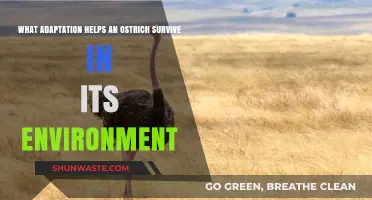 Ostrich Adaptations: How Speed and Camouflage Ensure Desert Survival