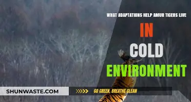 Amur Tigers' Cold Survival: Adaptations for Harsh Winters Explained