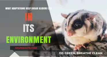 Adaptations Enabling Sugar Gliders to Thrive in Their Natural Habitat