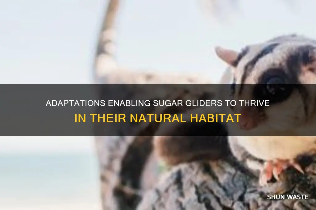 what adaptations help sugar gliders live in its environment