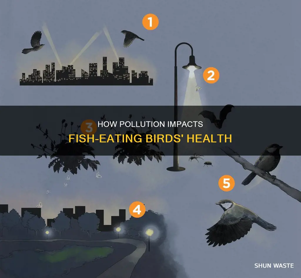 what affect can pollution have on fish eating birds