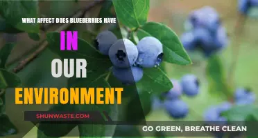 Blueberries' Environmental Impact: Benefits, Challenges, and Sustainable Practices