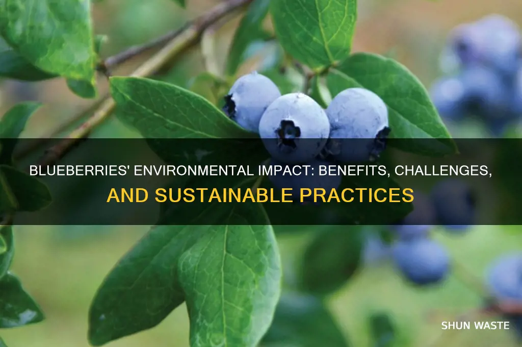 what affect does blueberries have in our environment
