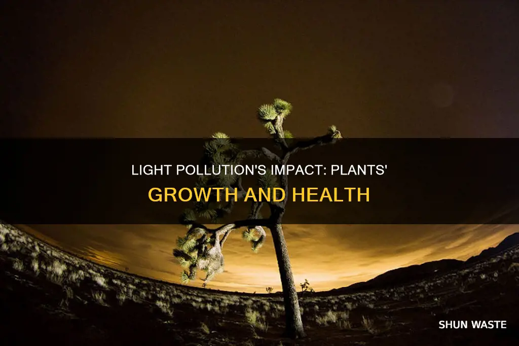 what affect does light pollution have on plants