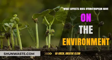 Hydrotropism's Environmental Impact: Exploring Root Growth and Ecosystem Effects