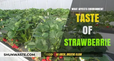 Exploring Factors Influencing the Unique Taste of Strawberries