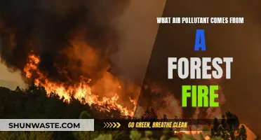Forest Fires: Understanding the Air We Breathe