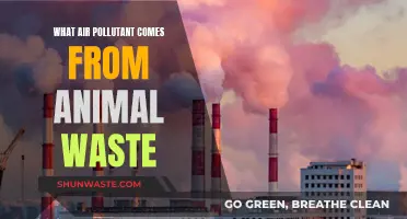 Ammonia: The Hidden Air Pollutant in Animal Waste