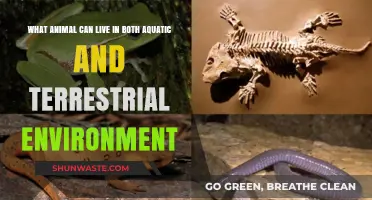 Amphibious Wonders: Exploring Animals Thriving in Water and on Land