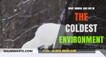 Surviving the Extreme Cold: The Toughest Animal in Arctic Conditions
