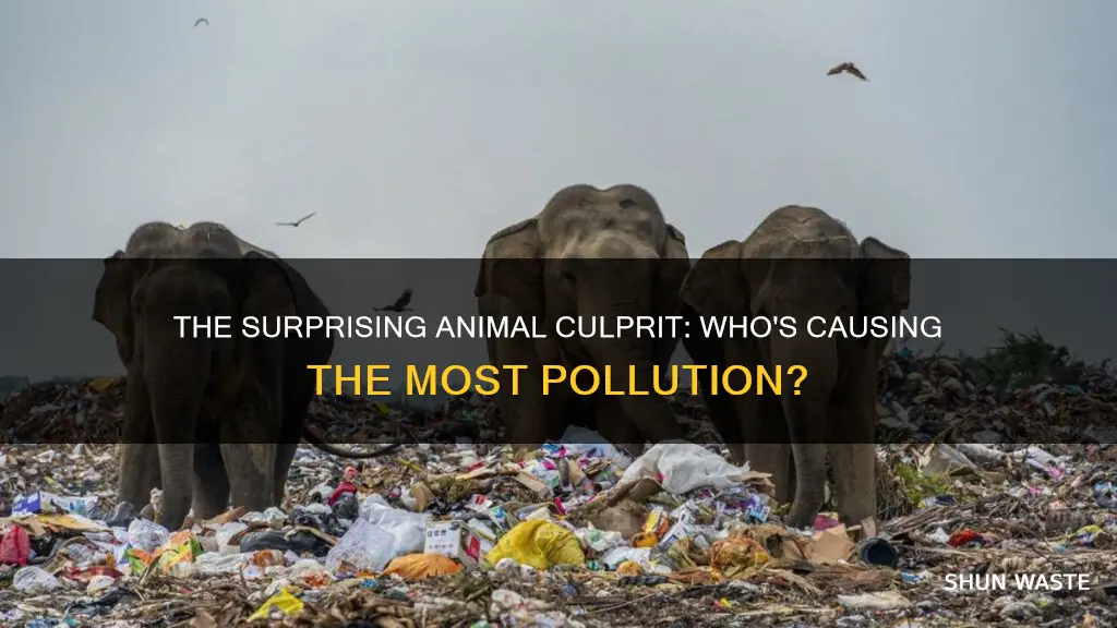 what animal causes most pollution