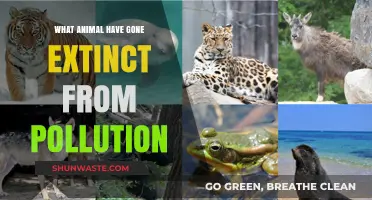 Pollution's Extinct Species: Animals Lost to Human Impact