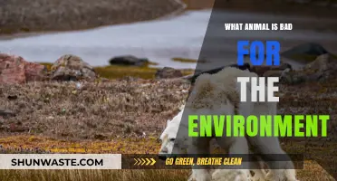 Environmental Impact: Which Animal Species Harms Our Planet the Most?