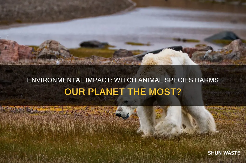 what animal is bad for the environment