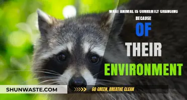 How Urbanization is Rapidly Transforming Wildlife: Surprising Adaptations Revealed