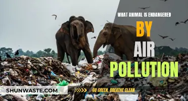 Air Pollution's Toll: Endangered Species Alert