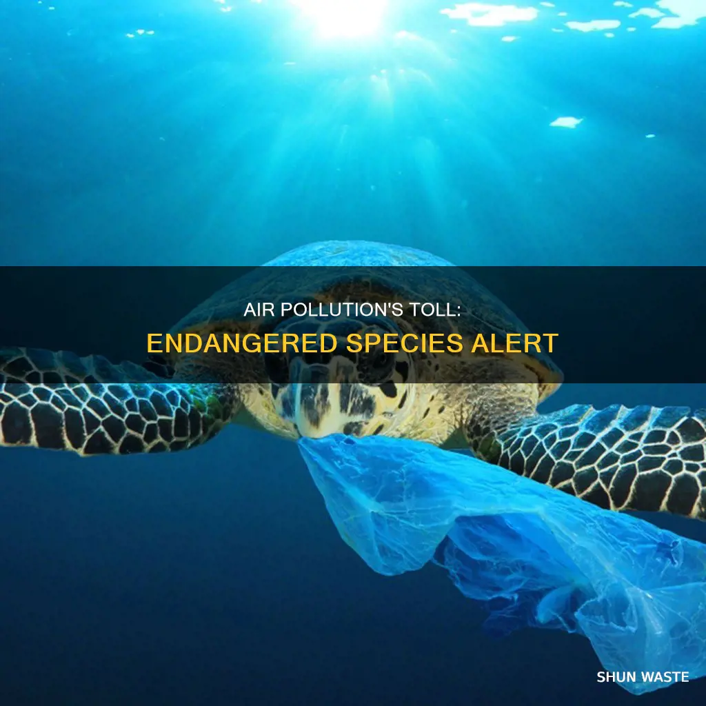 what animal is endangered by air pollution