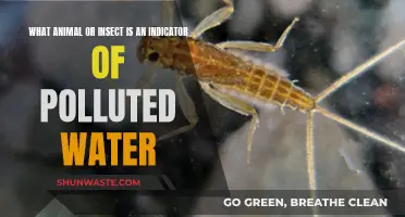 Uncover the Water's Secrets: Nature's Pollution Indicators