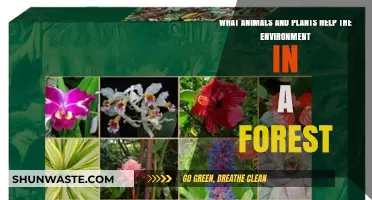 Forest Guardians: Plants and Animals Vital to Ecosystem Health