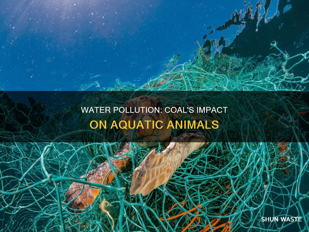 what animals are affect by coal pollution in the water