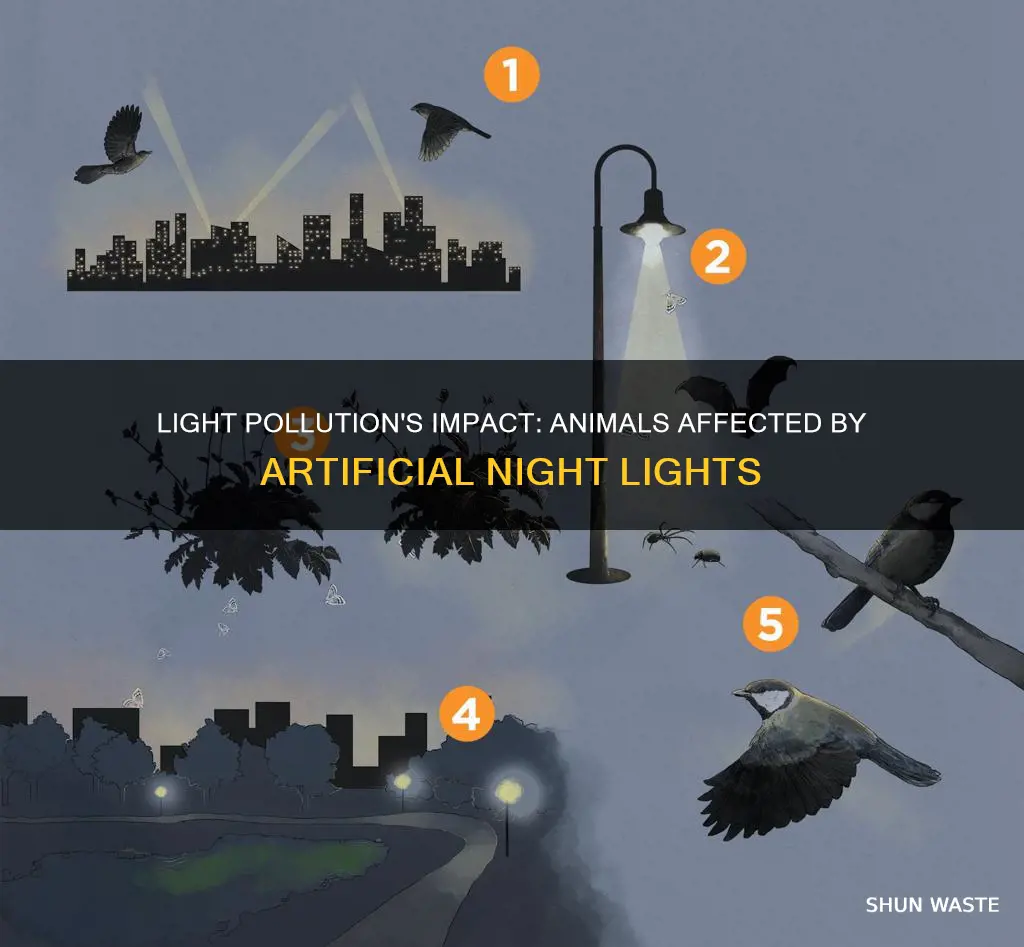 what animals are affected by light pollution