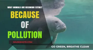 Pollution's Deadly Impact: Species Lost to Human Negligence