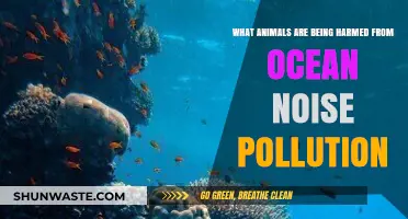 Ocean Noise: Which Creatures Fall Victim?