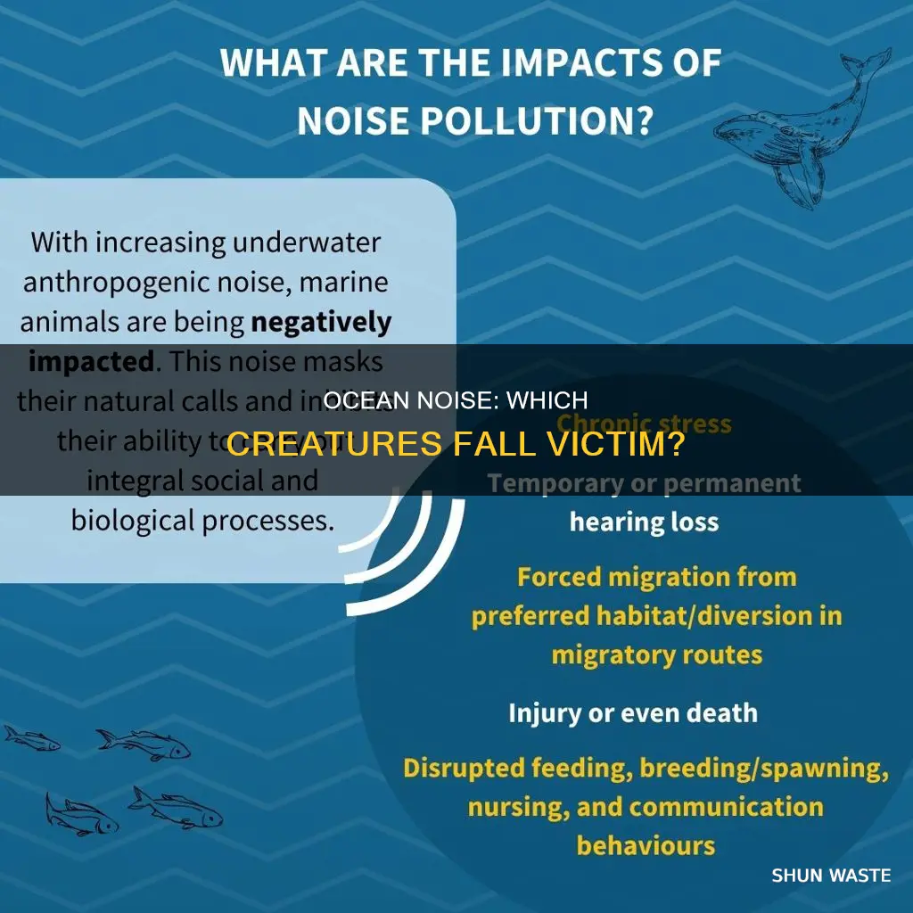 what animals are being harmed from ocean noise pollution