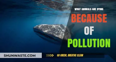 Pollution's Deadly Impact on Wildlife