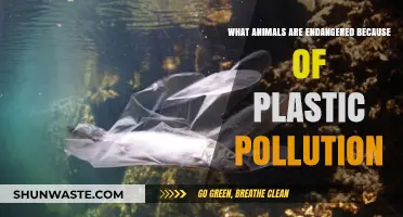Plastic Pollution: Which Animals Are at Risk?
