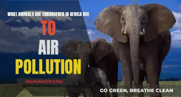 Air Pollution's African Animal Victims: Who's Endangered?