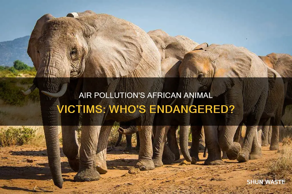 what animals are endangered in africa due to air pollution