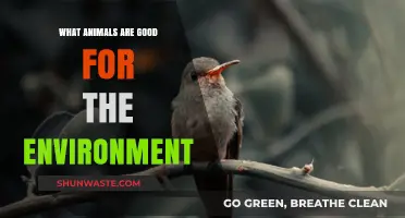 Eco-Friendly Creatures: Animals That Positively Impact Our Environment