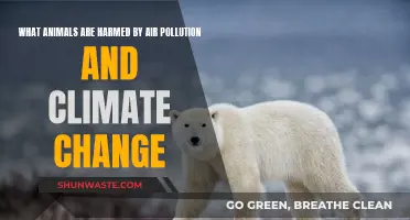 Climate Change: Animals Harmed by Air Pollution