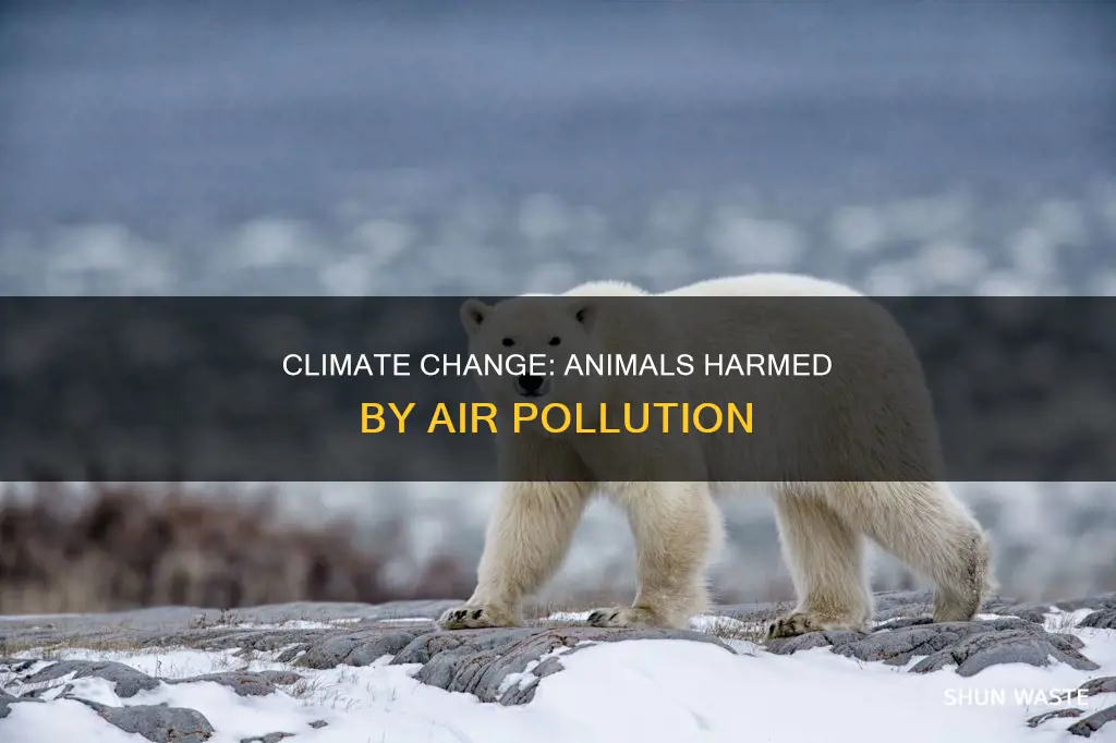 what animals are harmed by air pollution and climate change