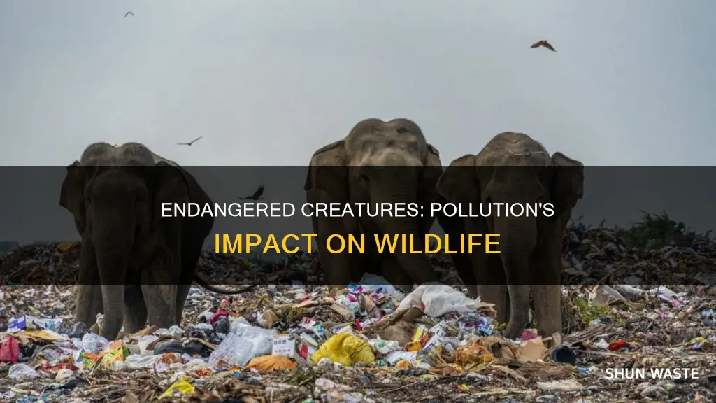 what animals are in danger in cause of pollution