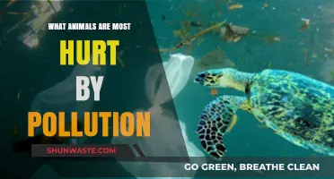 Pollution's Impact: Animals Hurt by Human Actions