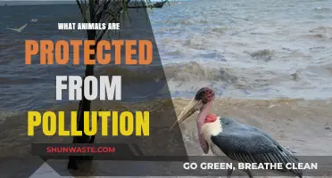 Protecting Animals: Who's Safe from Pollution?