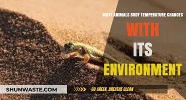 How Some Animals' Body Temperatures Fluctuate with Environmental Changes