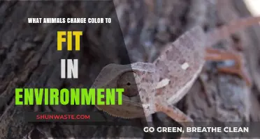 Masterful Camouflage: Animals That Change Color to Blend Seamlessly