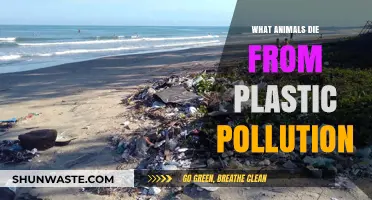 Plastic Pollution: Animals Dying Slowly