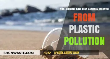 Plastic Pollution: Animals on the Edge
