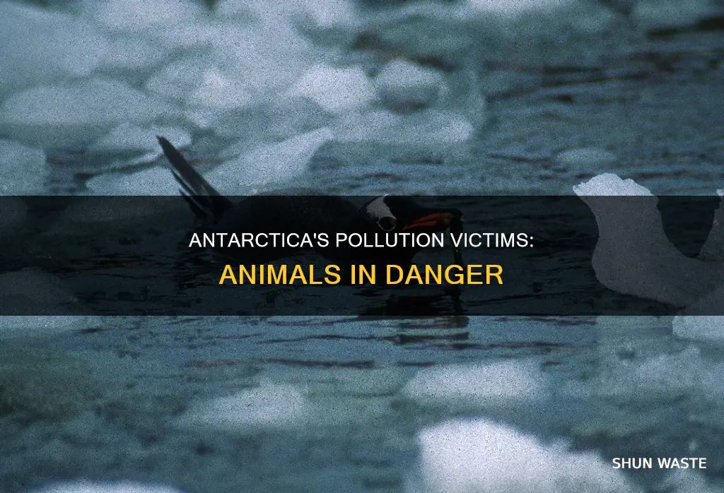 what animals in antarctica are affected by pollution