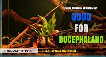 Creating the Ideal Aquarium Environment for Healthy Bucephalandra Growth
