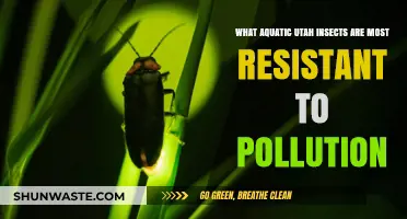 Utah Aquatic Insects: Pollution Resistance Champions