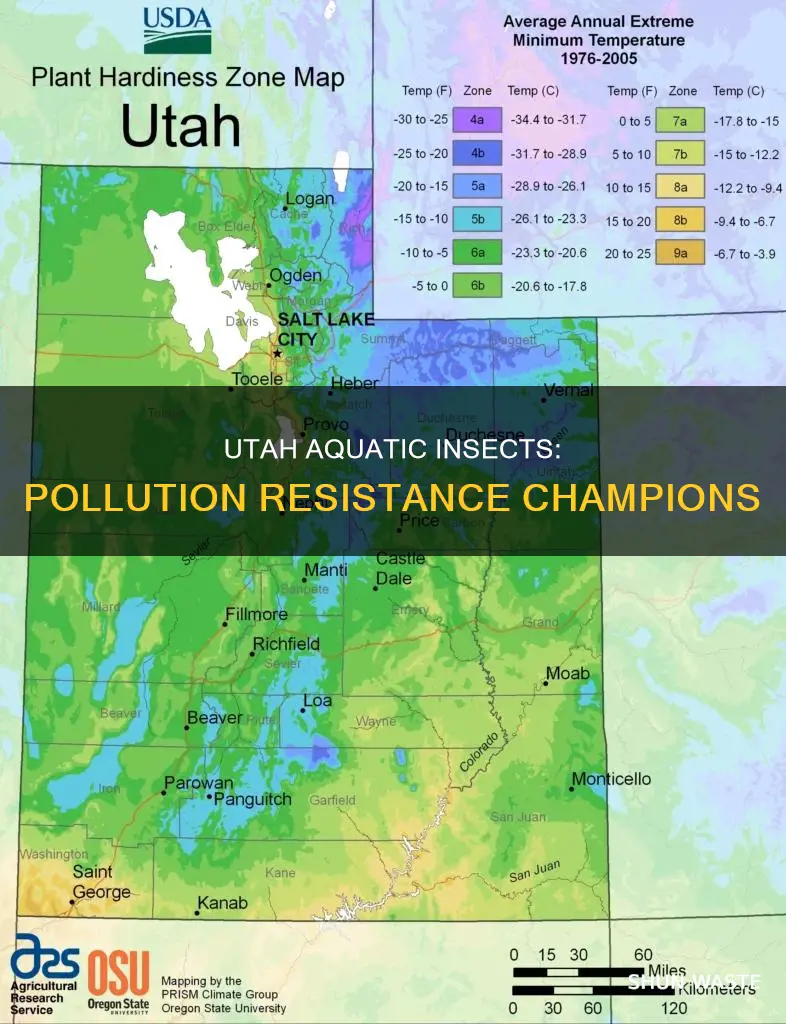 what aquatic utah insects are most resistant to pollution