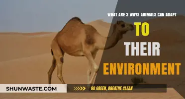 How Animals Adapt: 3 Key Survival Strategies in Nature