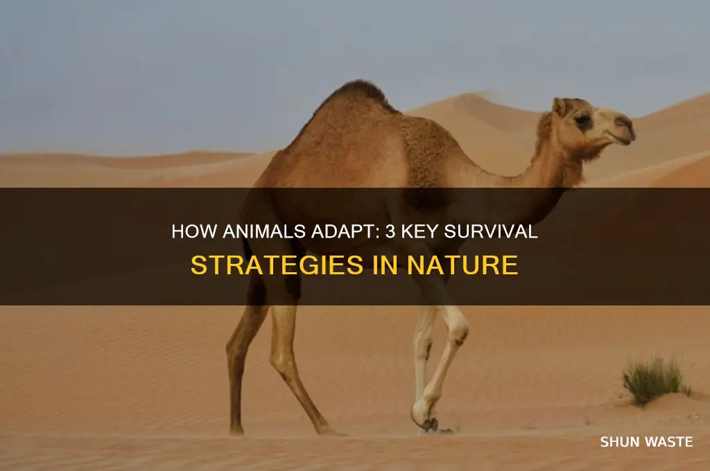 what are 3 ways animals can adapt to their environment